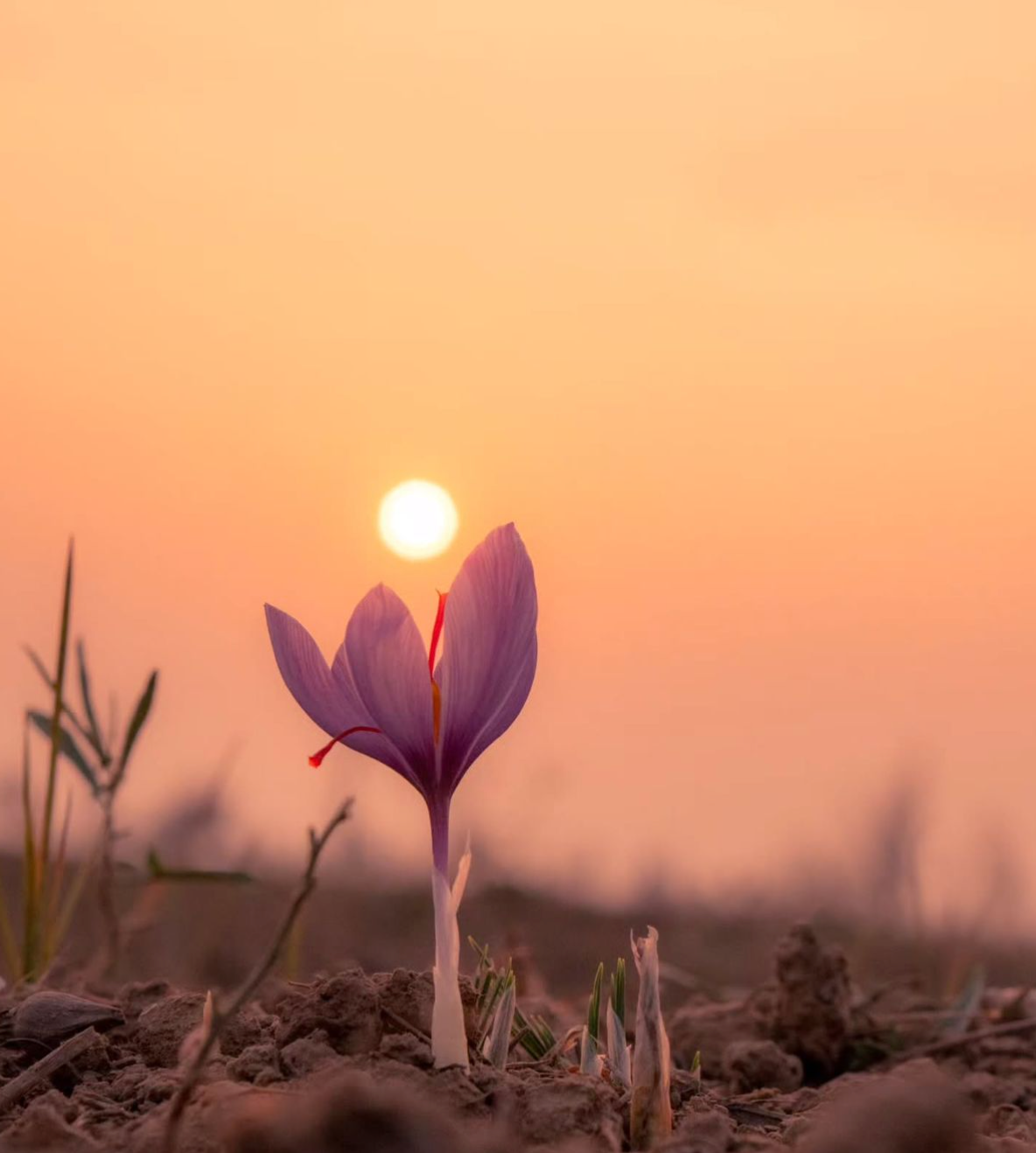 Purple crocus flower emerging from the ground with a warm sunset in the background saffron