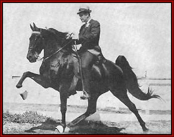 Man riding a tennessee walking horse on a track with a red border