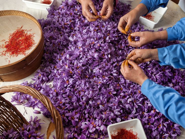 People sorting saffron threads on a table with purple flowers.